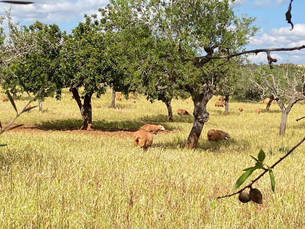 Finca Sa Canova Agroturismo กัมโปส ภายนอก รูปภาพ
